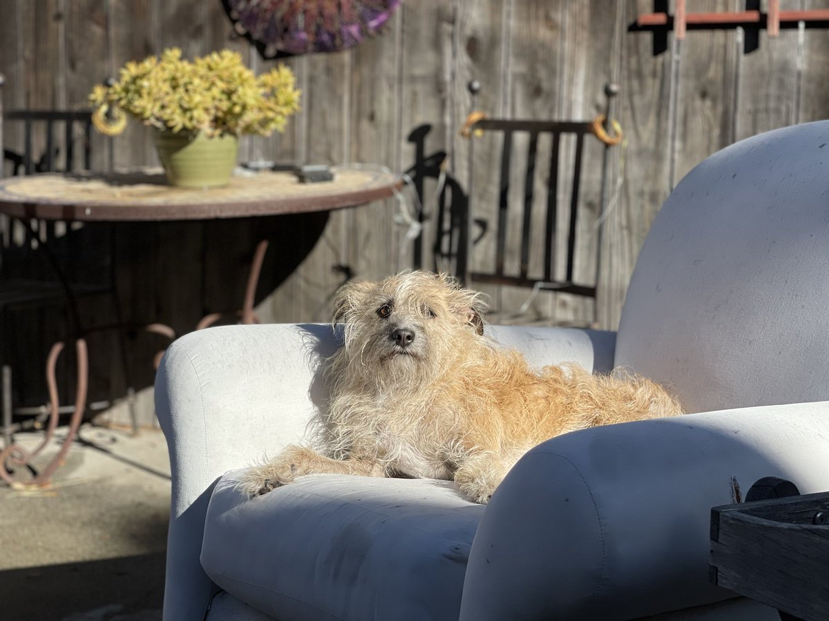 Cathy DeBuono tweet media