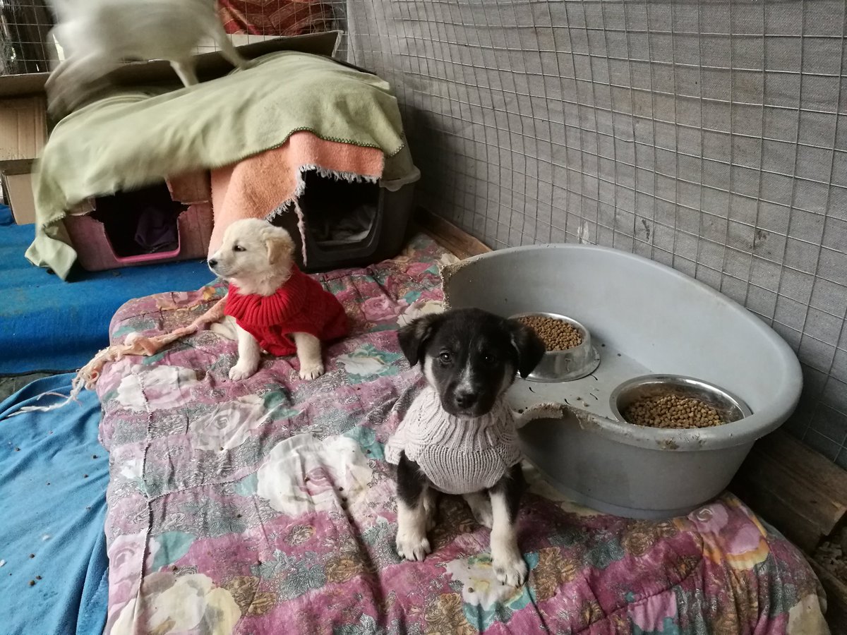 GrStrays's tweet photo. I did my best for the puppie's space to keep them warm. Today we had snow. I have enclosed the whole area with stong plastic film and i have put blankets. I must thank @CMEPhillips for sending me these beautiful and much needed coats. https://t.co/8r63EI7gLL