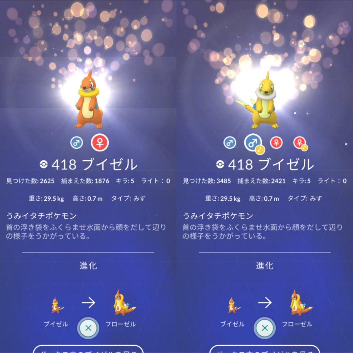 色違いブイゼル