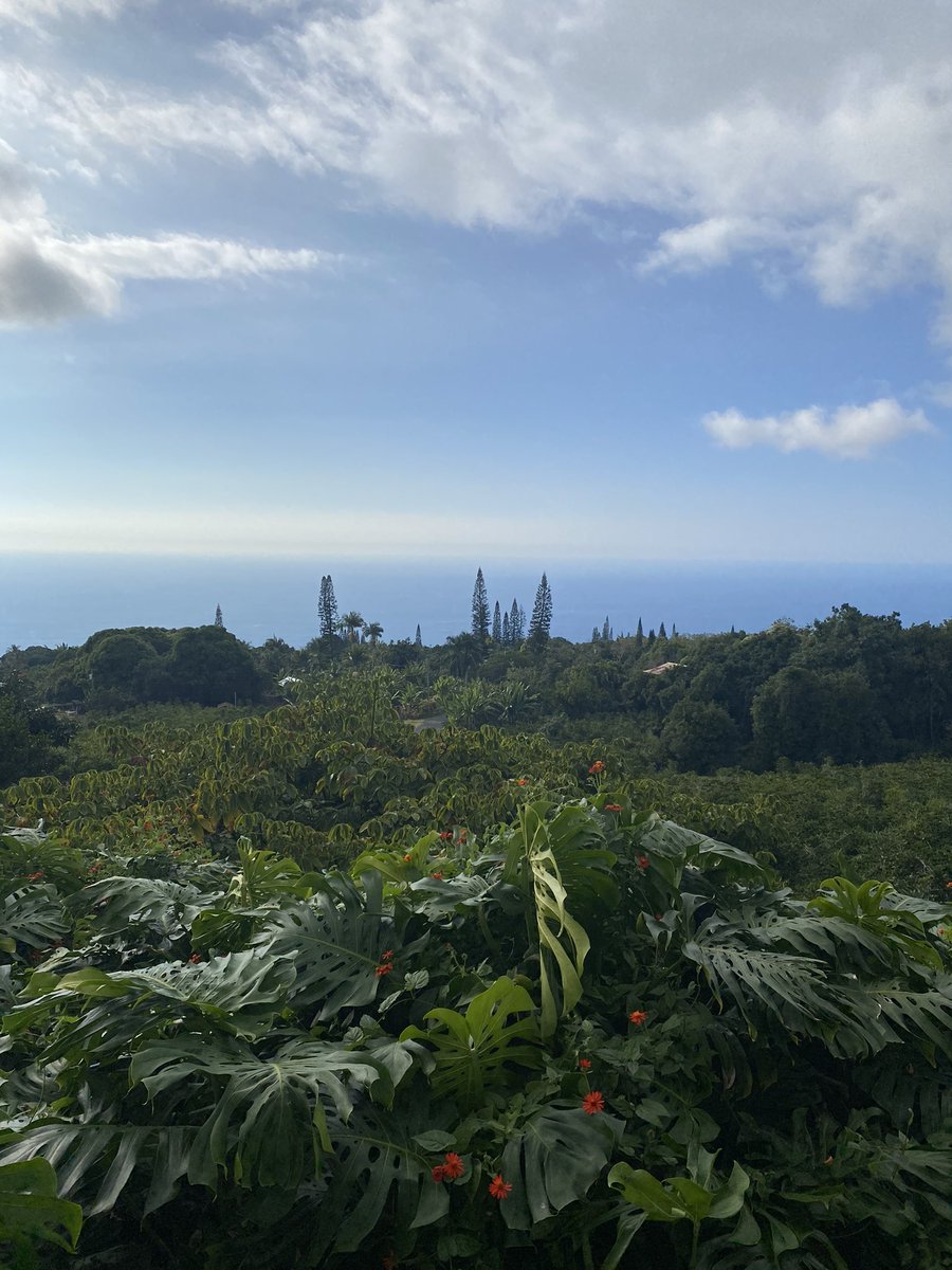 Another beautiful day on the farm #coffee #konacoffee #beautiful #hawaii