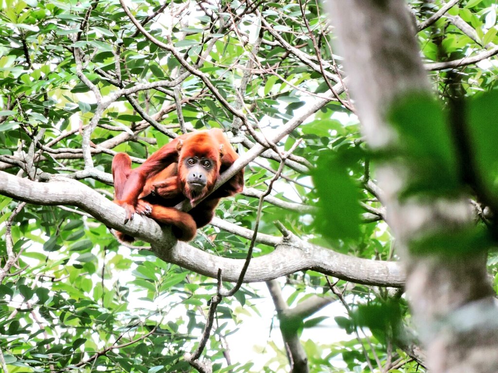 shtidjaus's tweet photo. Red Howler Monkey 
Mono aullador o Mono aragüato
𝑨𝒍𝒐𝒖𝒂𝒕𝒕𝒂 𝒔𝒆𝒏𝒊𝒄𝒖𝒍𝒖𝒔
Finca la Cachama del palmar 
Tame, Arauca, Colombia.

#monkeyshines2021 #monkeys #naturelovers #nature #naturaleza #Colombia #animales #wildlife #wildlifephotography #wildearth #WildlifeCamera https://t.co/tJ7nAjIWiX