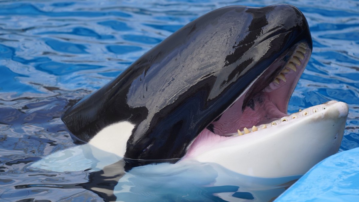 激レア材！シャチの歯 激レア材！シャチの歯