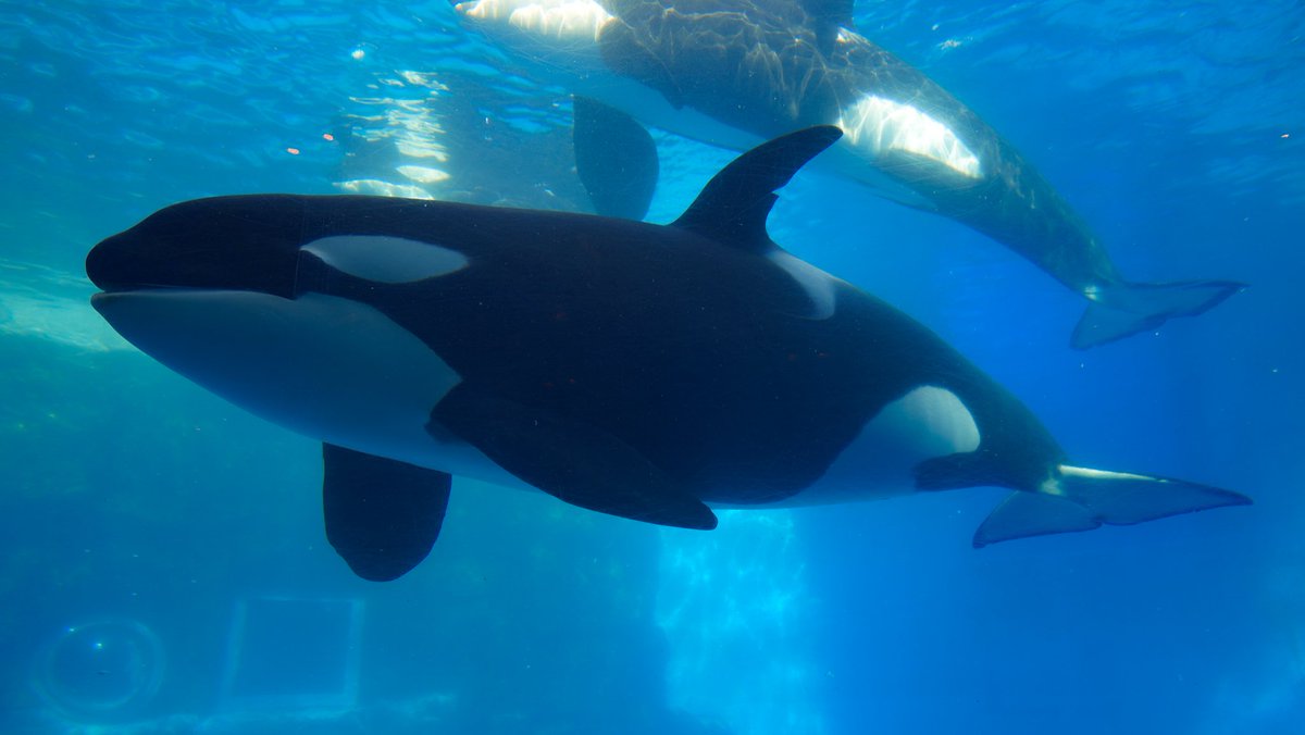 激レア　シャチ　歯？ もっち on X