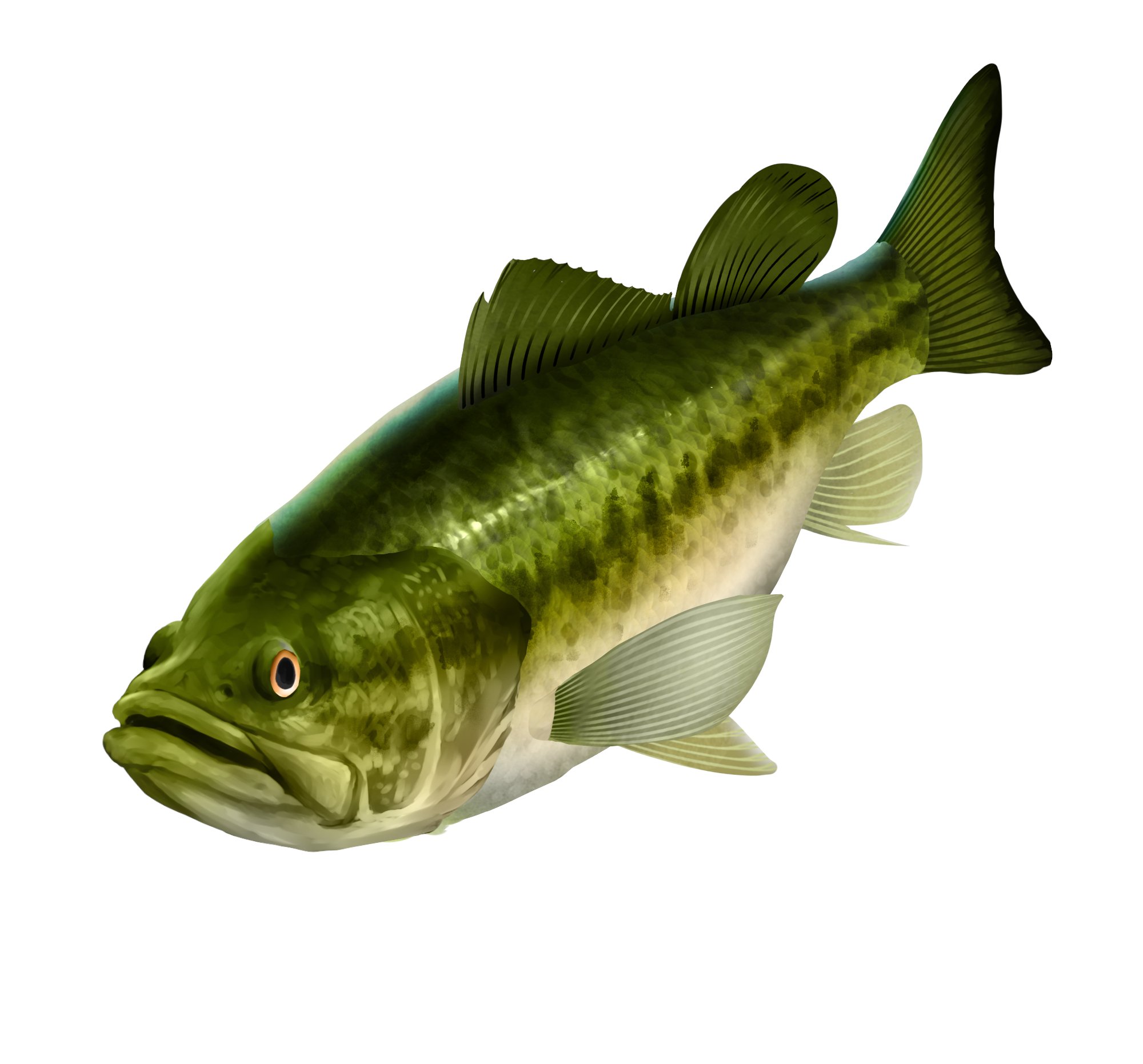 池の水ぜんぶ抜く大作戦 The Game お魚紹介 今回は オオクチバス です 日本ではブラックバスと呼ばれフィッシングブームを牽引しているお魚です 自分の体長の半分程度の大きさの魚まで捕食し カエルやネズミ 小型の鳥類まで丸飲みにしてしまい