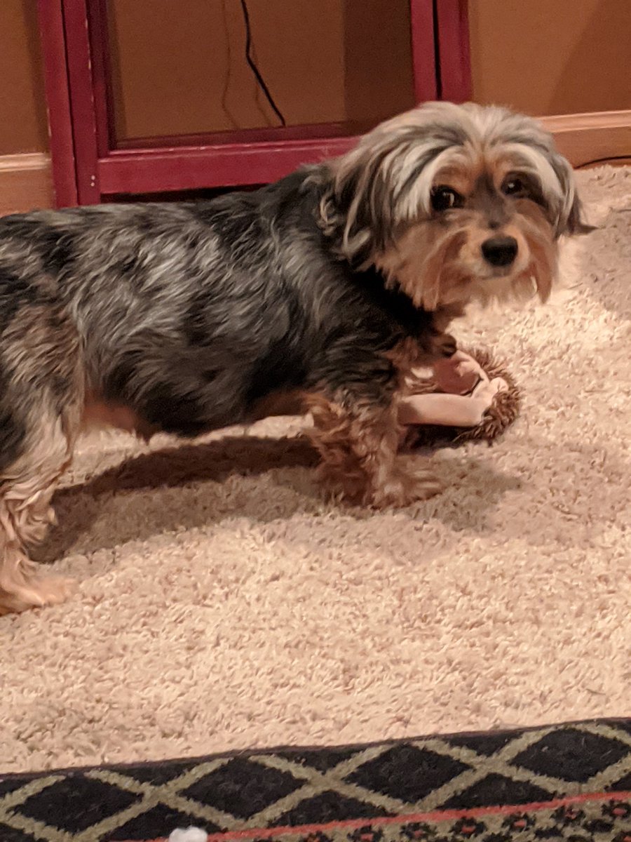njmitchell12's tweet photo. Speaking of #dachshunds, here is my beloved asshole part Dachshund Chloe.

She's a klepto, a destroyer of emery boards, kleenex &amp; chapstick. She guards her toys like the nuclear football.
Once when I tried to take a chicken bone away from her, she drew blood.

I adore her. ❤️❤️ https://t.co/8iYEuIR6w0