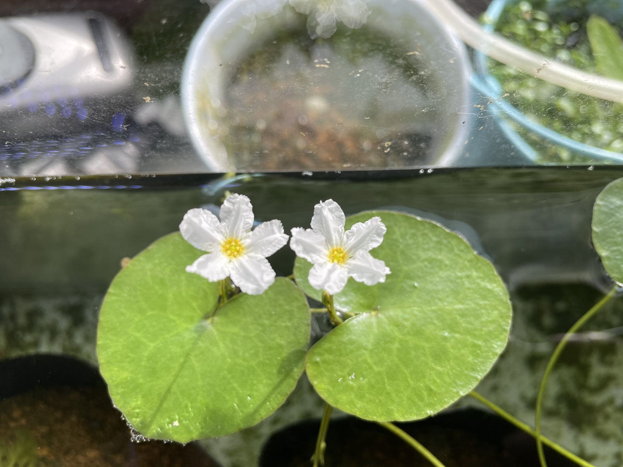 Kazuのメダカ睡蓮ビオトープ 室内加温してるヒメガガブタが2つ並んで可愛い花が咲いてました 葉っぱもハート形で可愛い 水草 水生植物 お花 ビオトープ メダカ 植物 園芸 ガーデニング ヒメガガブタ T Co Fksmjktaih Twitter Kazuのメダカ睡蓮ビオトープ 室内加温してるヒメガガブタが2つ並んで可愛い花が咲いてました 葉っぱもハート形で可愛い 水草 水生植物 お花 ビオトープ メダカ 植物 園芸 ガーデニング ヒメガガブタ T Co Fksmjktaih Twitter