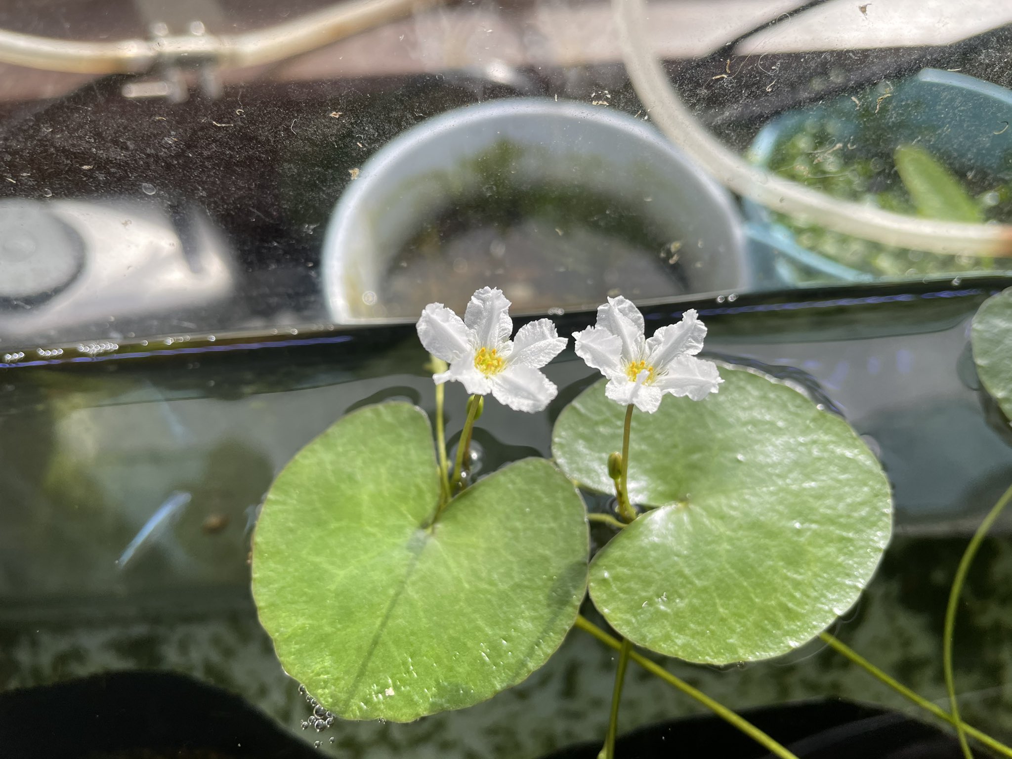 Kazuのメダカ睡蓮ビオトープ 室内加温してるヒメガガブタが２つ並んで可愛い花が咲いてました 葉っぱもハート形で可愛い 水草 水生植物 お花 ビオトープ メダカ 植物 園芸 ガーデニング ヒメガガブタ T Co Fksmjktaih Twitter