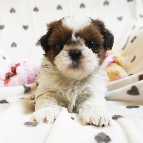 ペットプラザ岸和田店 11月26日生まれのシーズーの男の子です めちゃくちゃいい子で撫でてあげるとしっぽをふりふり 思わず抱きしめたくなる可愛さです シーズー 子犬 犬 ペット ペットショップ 可愛い 大阪 岸和田