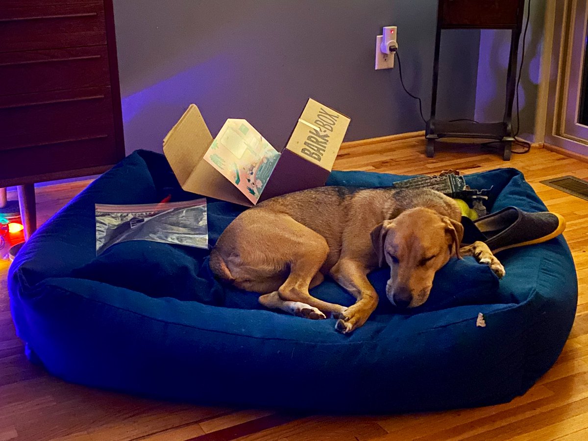 Apparently Ada has a mission to fulfill each day before she can rest. 

Today she needed to collect: 
1 <a href="/mahabis/">mahabis</a> slipper ✔️
2 boxes, incl one <a href="/barkbox/">BarkBox</a> ✔️
1 empty zip bag ✔️

🤣🤷🏼‍♀️