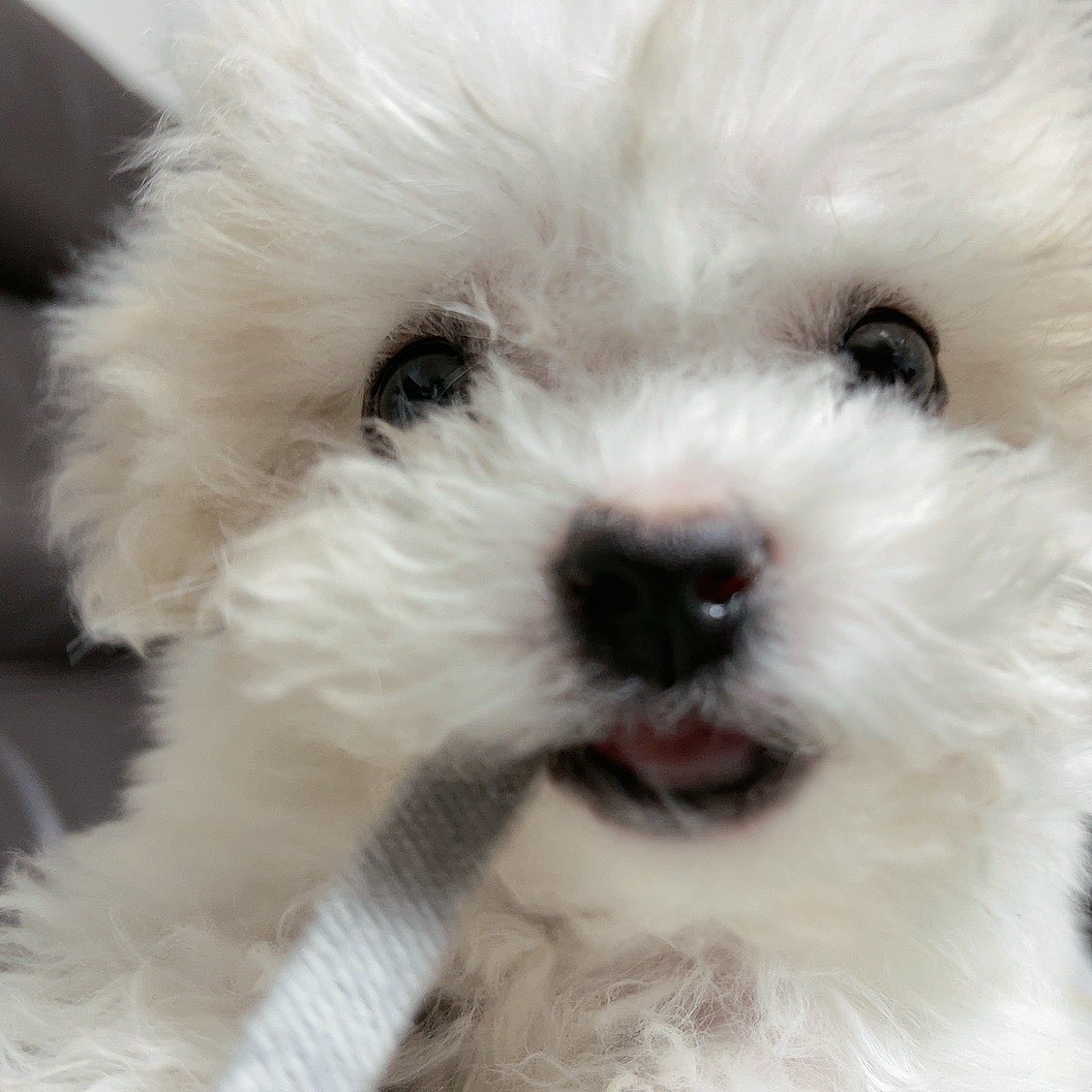 DGLFEED's tweet photo. #DAEGAL🐶 in #RENJUN’s 💭 https://t.co/uaCwi87474