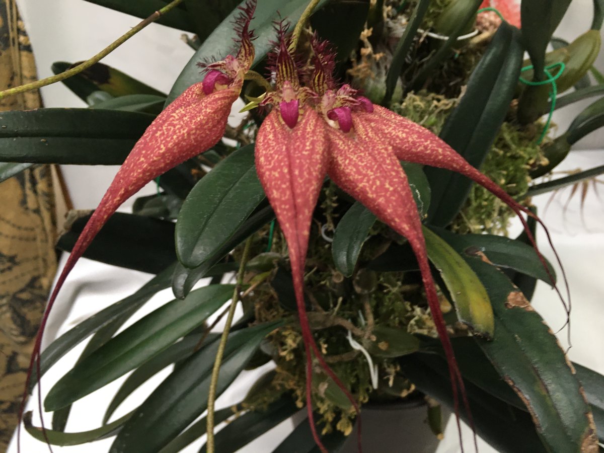 Luxuria いかにもウツボカズラやサラセニアのご親戚な見た目していますからね 虫は食べませんが捕まえる仕様 受粉のために虫を閉じ込めてしまう