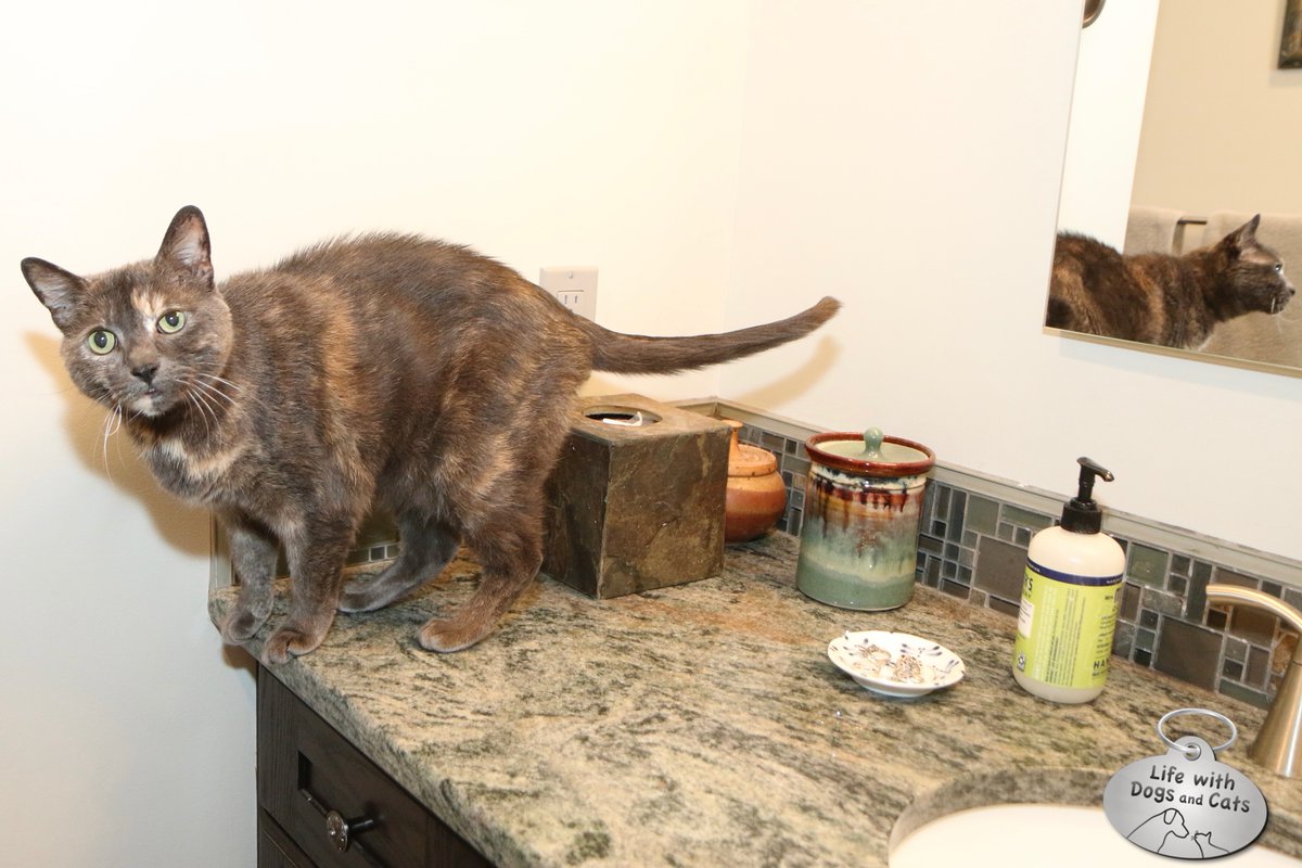 WithDogsAndCats's tweet photo. Athena had decided to expand her horizons and venture into the upstairs. Recently she’s been visiting me in the bathroom—and offering commentary. #tortitude #whatprivacy #countertopcat https://t.co/VYQw7rDk57