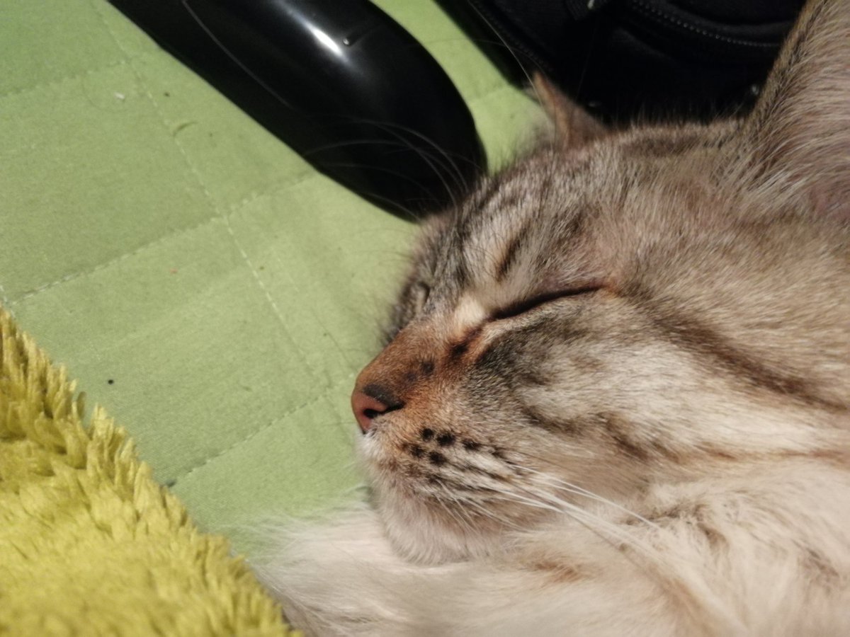 BriennedeDarth's tweet photo. No sembla que tingui ganes de matar... #Mamalive #petlive
Bona nit! (ara va a sopar en realitat) https://t.co/SmZn5IH0Sg