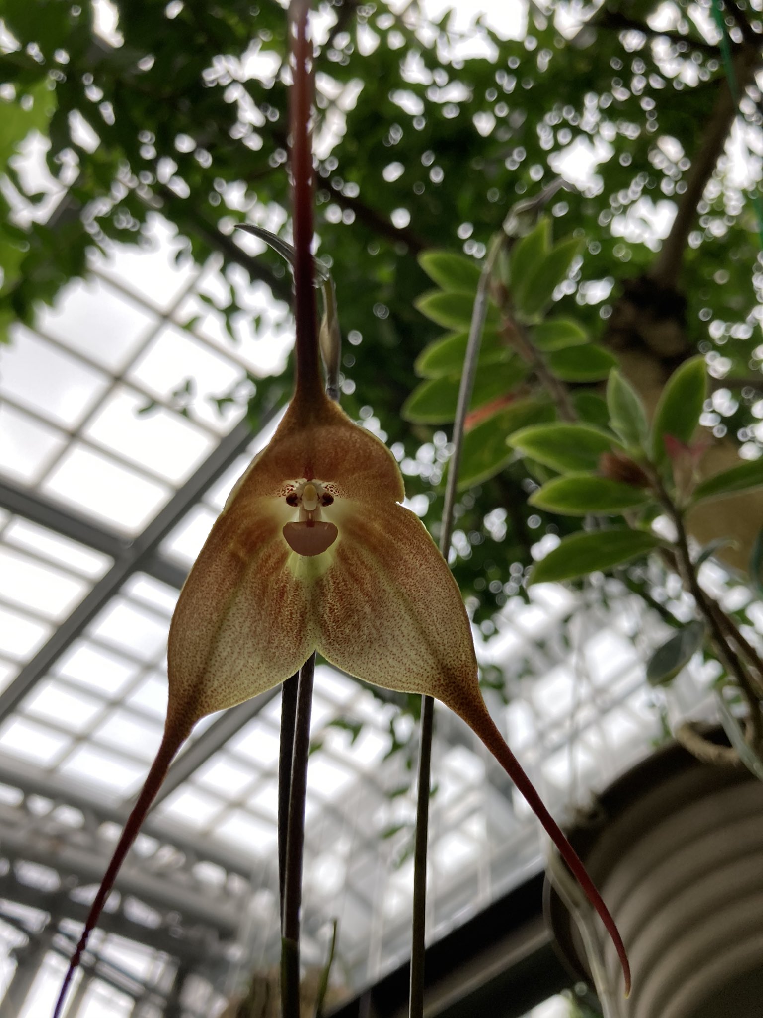 公式 京都府立植物園 観覧温室の冷房室ではドラクラ ギガスが2輪同時に咲いています 今日はオサルさんの顔 の共演です ドラクラ ギガス モンキー オーキッド 京都府立植物園 T Co De1qeqc5k5 Twitter