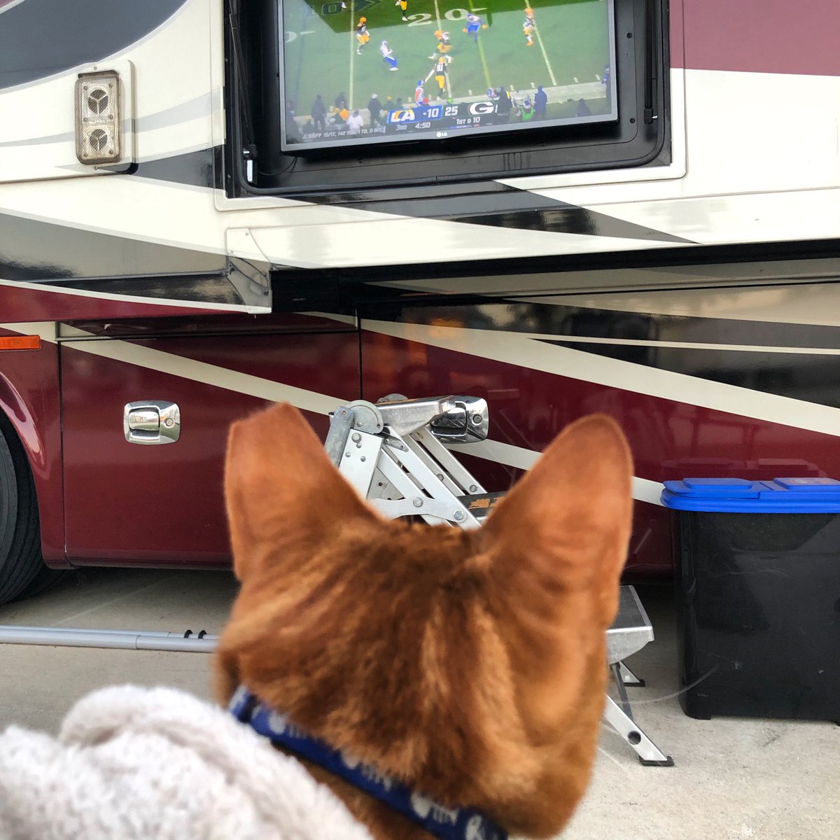 RVTXCat's tweet photo. Watching some football outside. I heard something about a “wildcat”. 😸
#rvtxcat #rvcat #rvcampingwithcats #rvtexasyall https://t.co/hDg5V3WucY
