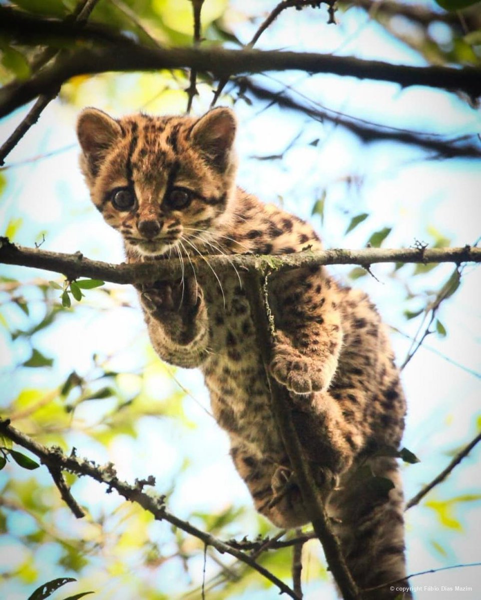 Biofaces1's tweet photo. Fábio Dias Mazim clicou recentemente um habilidoso filhote de gato-maracajá (Leopardus wiedii) lá no Rio Grande do Sul, no bioma do Pampa. Desde novinho os felinos mostram total adaptabilidade para a vida arbórea. #TwitterNatureCommunity #leopardus #wildnature https://t.co/Mn5GC5eJiS
