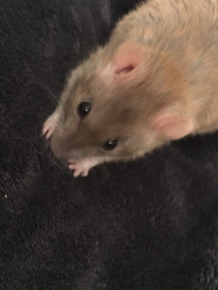Sniff, sniff, sniff, I smell a rat. And I can tell her name is Daisy. Luv, Lizzie ❤️🐀