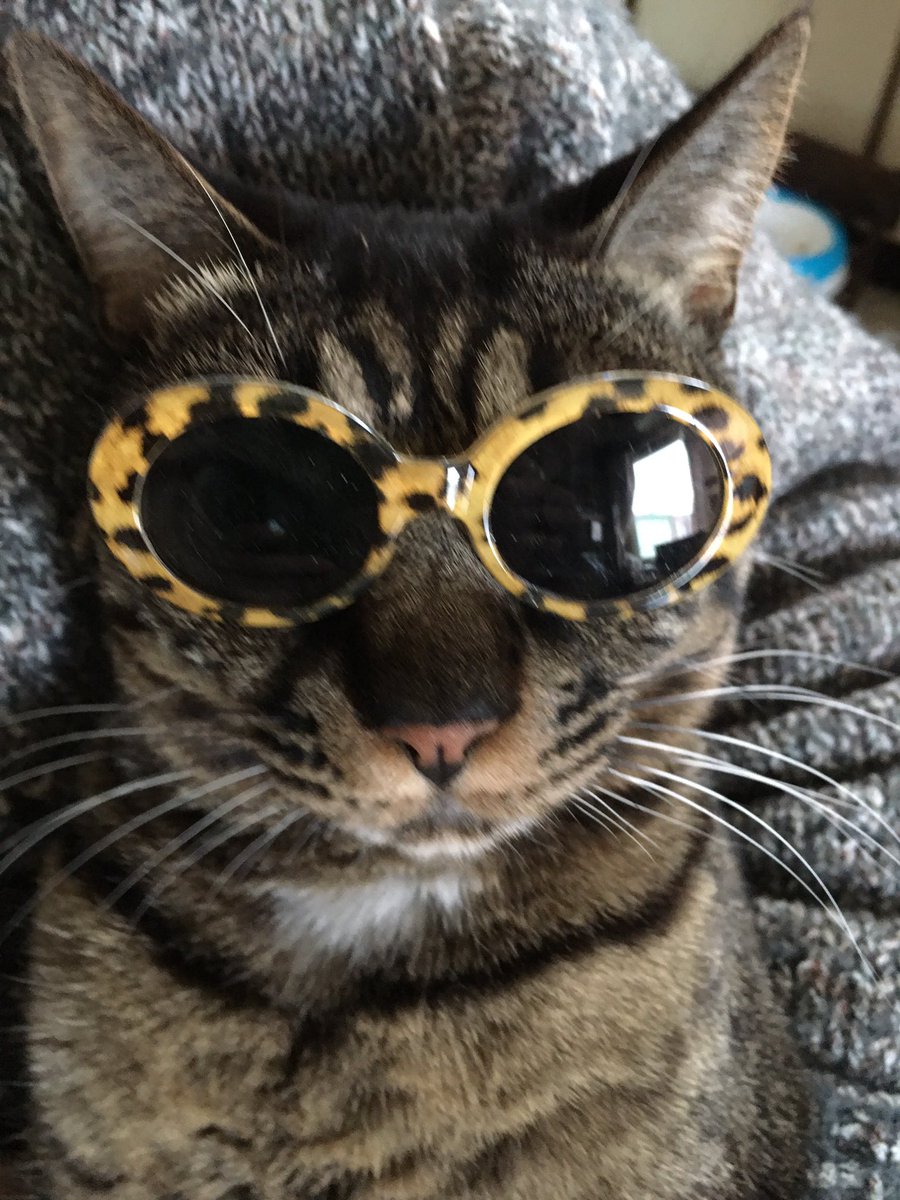 ダイソーの 犬 猫用サングラス でワイルドになったみんなのペットの画像を集めてみた Togetter