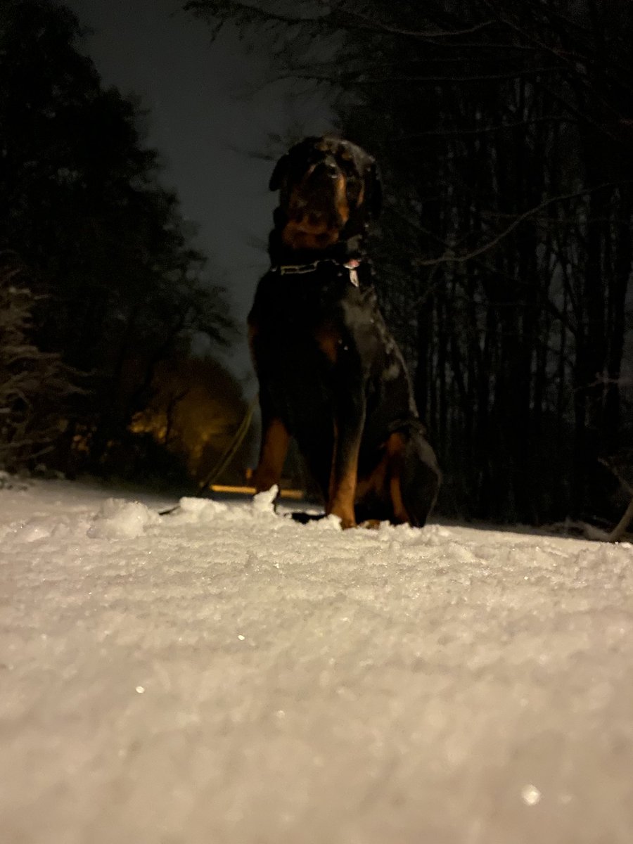 MarenVolz's tweet photo. Tyson Im Schnee #snow #Rottweiler #PicOfTheDay #dogsoftwitter #dog #bestfriend #fun #nightinthewoods #NightPhotography https://t.co/jK3hhbgutE