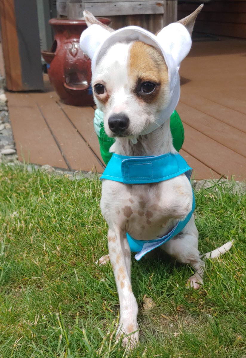 sproutpups's tweet photo. 🎶Finn the dog? and Jake the human? The fun will never end, it's #adventuretime!🎶 https://t.co/iBGfhJ53yq