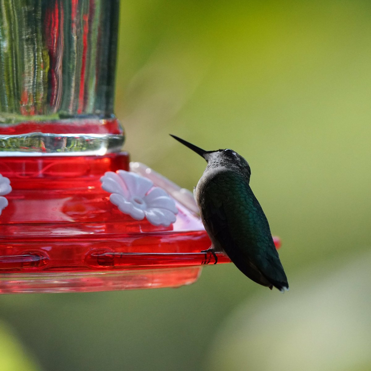 Love the lighting on this mid-afternoon shot! The young male Ruby-Throated Hummingbird was peeking around the corner to make sure no one else was coming in!

Throwback to summer. ❤️
#photooftheday #photo #bird #birding #hummingbird #photographer #nature #NaturePhotography