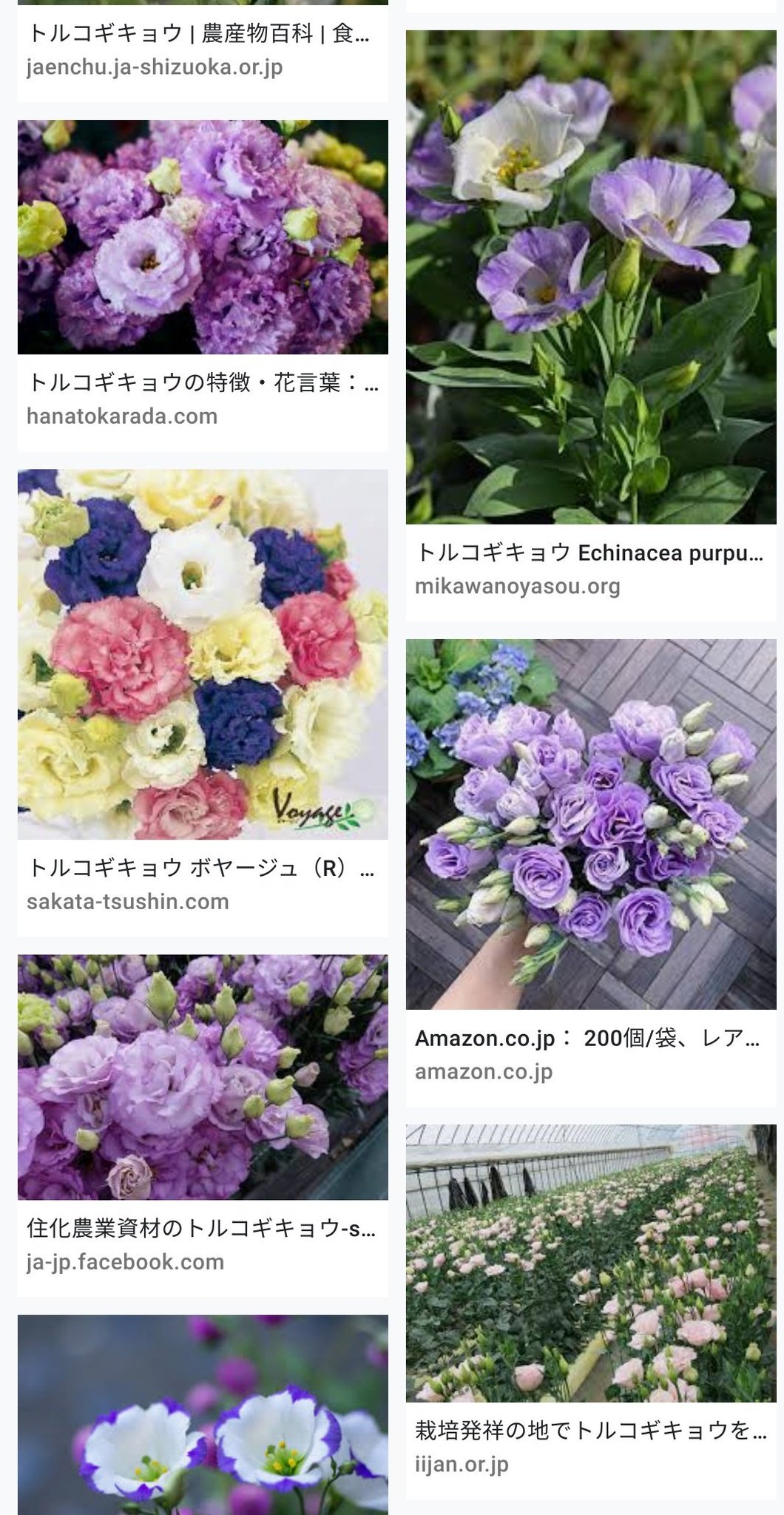 真鳥 青系で大輪の花というとトルコキキョウ もありますが 品種改良が進んでいるとはいえあんなに青い品種はまだなく まだまだ紫や薄紫と言ったところです 一応青いトルコキキョウの花言葉はあるようです 青色の色素を持たない場合 品種改良して紫色の