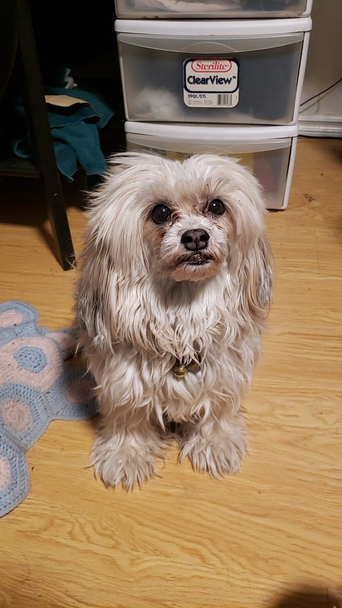 LWags94's tweet photo. Got to see my kid because she brought my mom groceries.
#catwttr #dogsoftwitter #dogmom https://t.co/ef3Hg95WKm