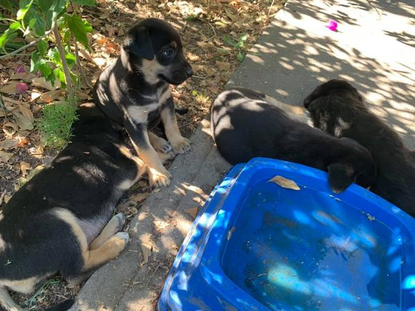 LaReinaNews's tweet photo. Acaban de abandonar a 7 cachorras en La reina, cerca de plaza egaña. 
Todas hembras, se buscan adoptantes con urgencia ya que los vecinos que las tienen en este momento no las pueden tener por mucho tiempo.
 +56965197656 Ana Baeza https://t.co/igpZx5pXyu