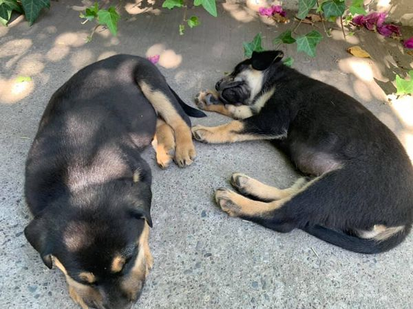 LaReinaNews's tweet photo. Acaban de abandonar a 7 cachorras en La reina, cerca de plaza egaña. 
Todas hembras, se buscan adoptantes con urgencia ya que los vecinos que las tienen en este momento no las pueden tener por mucho tiempo.
 +56965197656 Ana Baeza https://t.co/igpZx5pXyu