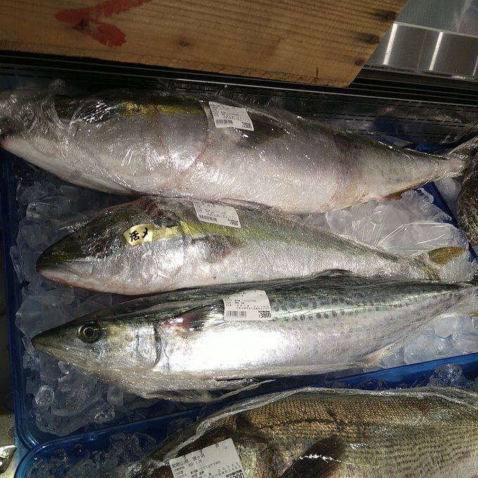 お魚 高画質 のtwitterイラスト検索結果 古い順