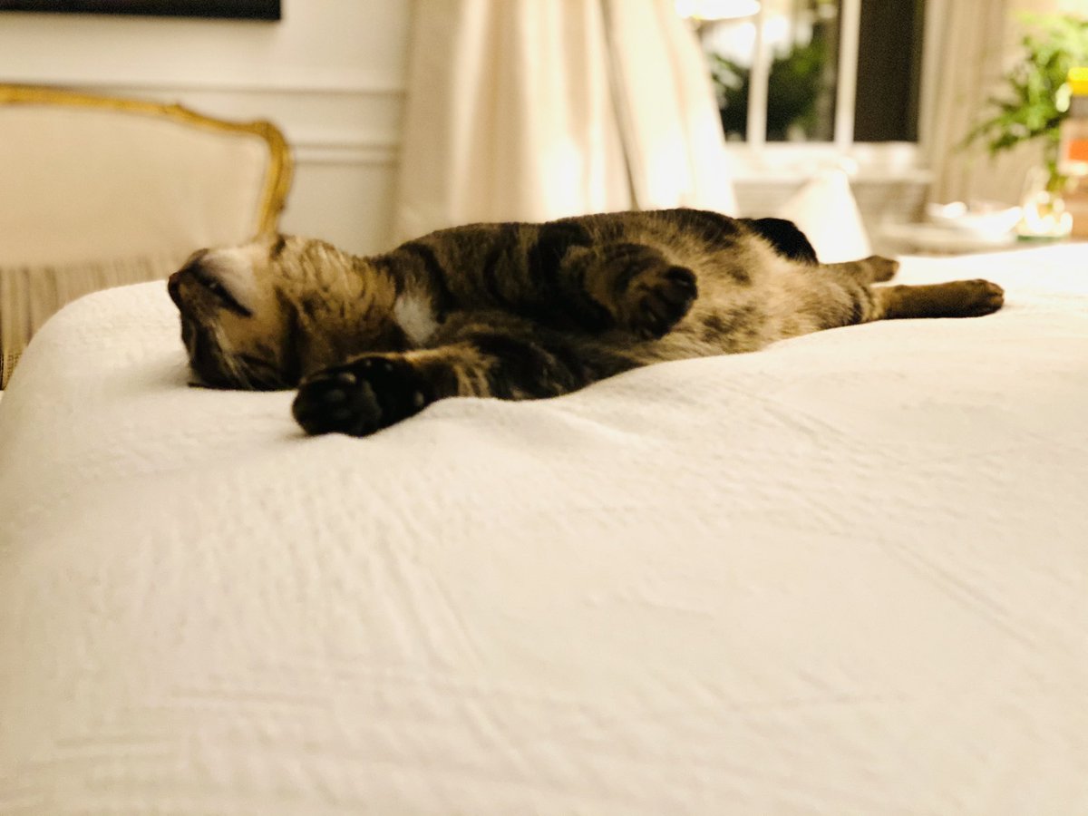 lisarazpberri's tweet photo. I wanna be Dave, forevermore. #caturday https://t.co/qtJszCX3PG