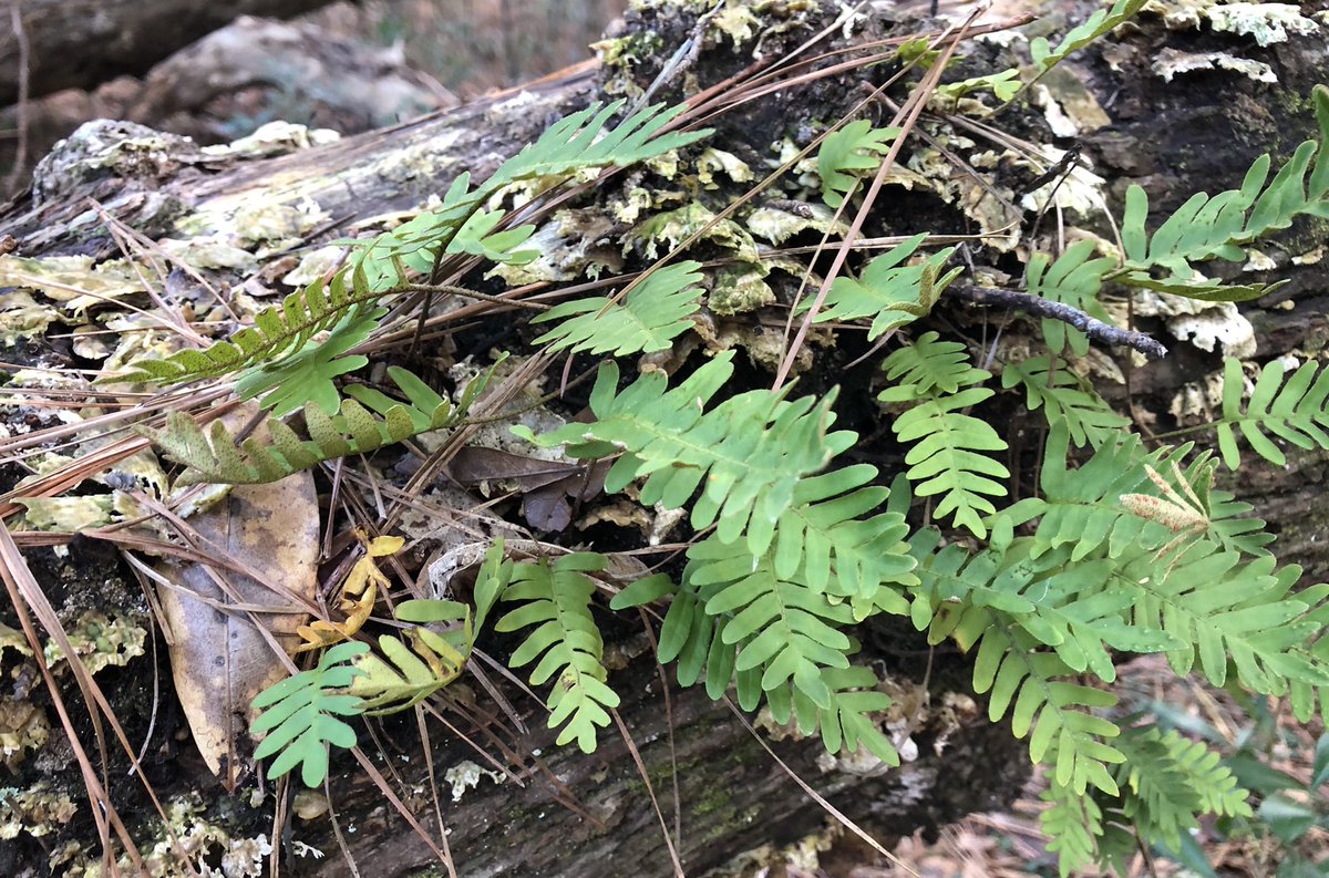 BethRMonroe's tweet photo. Who knew? While socially distancing at #OBX we discovered Nags Head Wood Preserve https://t.co/l7ETeq6jwg https://t.co/p5FjebhV9x