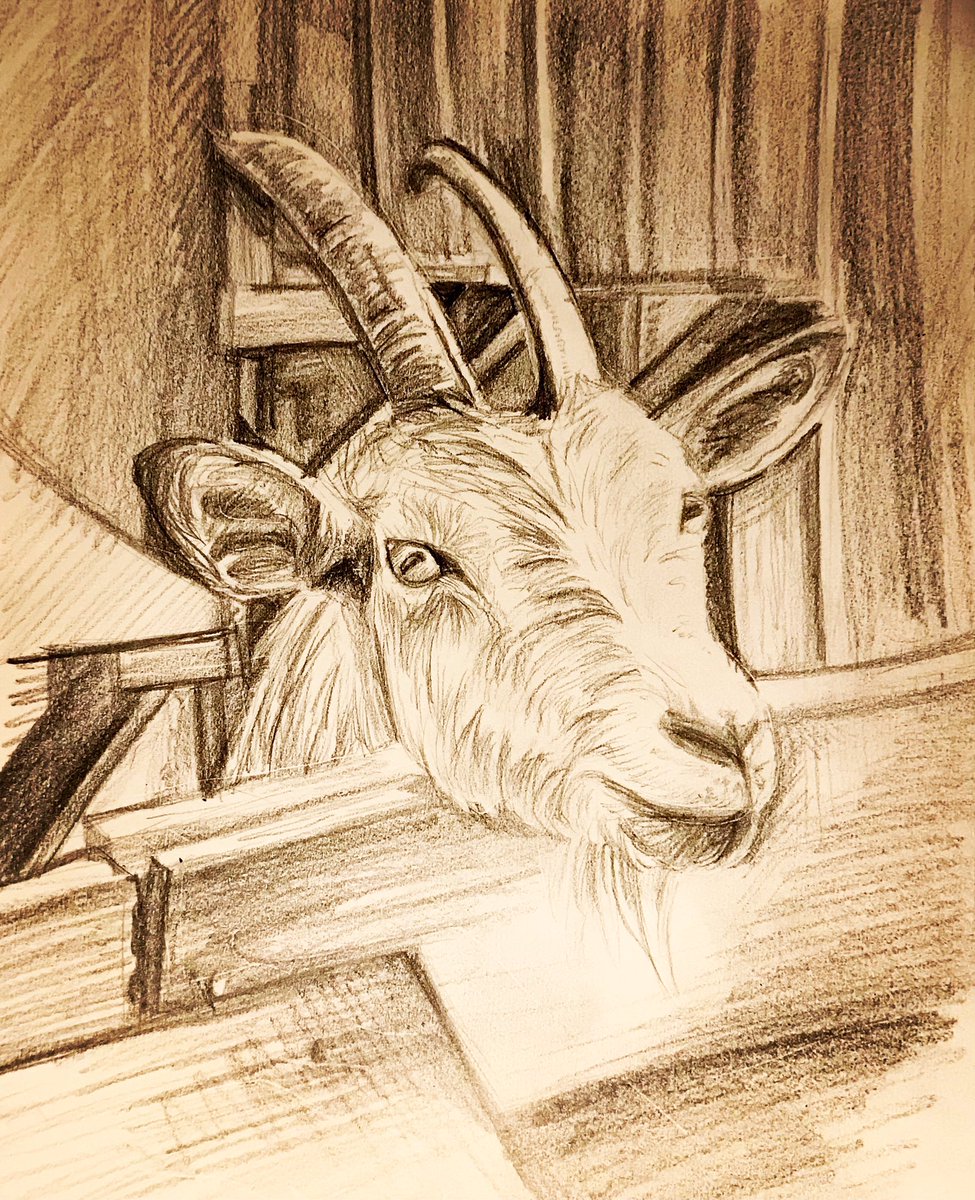 A wild Saturday night with wine and the sketch book! It’s a 600 page sketchbook and I am on page 2, only 598 to go! #sketchbook #drawing #canadianartist #goat #art #animal #animalart #pencil #pencildrawing #artist #SaturdayMotivation #saturday