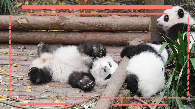 知路パンダ旅 成都基地 7 04 生まれの 和花 ちゃん とってもおっとりさんなので 2か月遅く生まれた 金双 金喜 にも押されがち がんばれ和花 ぜひご覧下さい 現在ipandaの動画はパソコンでは見られません スマホ アイパッドでは見