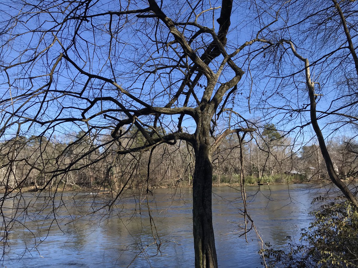 coleenlou1's tweet image. Saw these #winter #trees down by the river and thought it’s funny how they are kind of like people..some still standing, some on their way down, some have given up. Which tree are you? #LessonsFromNature #ThePhotoHour #StormHour @LensAreLive