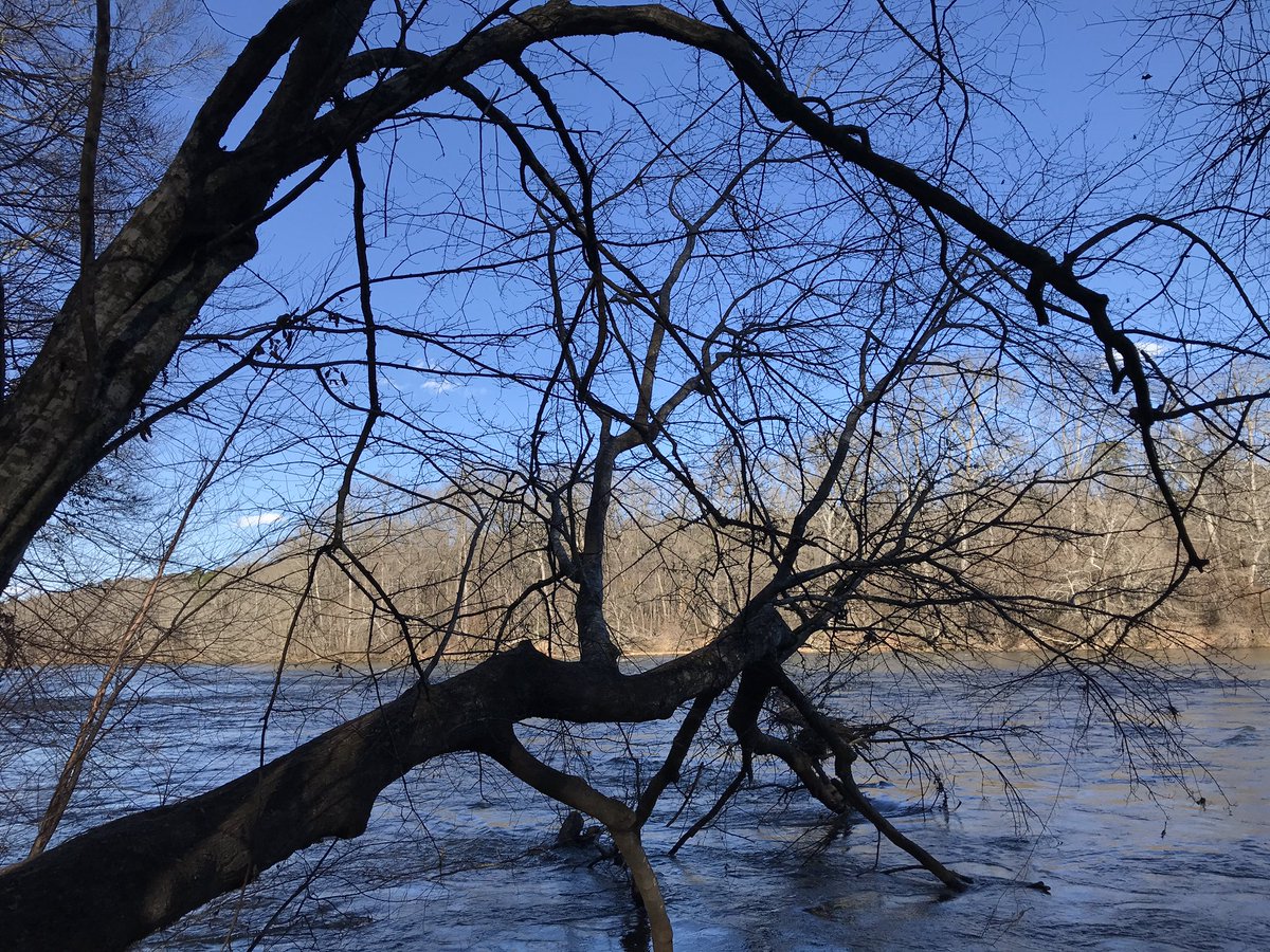 coleenlou1's tweet image. Saw these #winter #trees down by the river and thought it’s funny how they are kind of like people..some still standing, some on their way down, some have given up. Which tree are you? #LessonsFromNature #ThePhotoHour #StormHour @LensAreLive