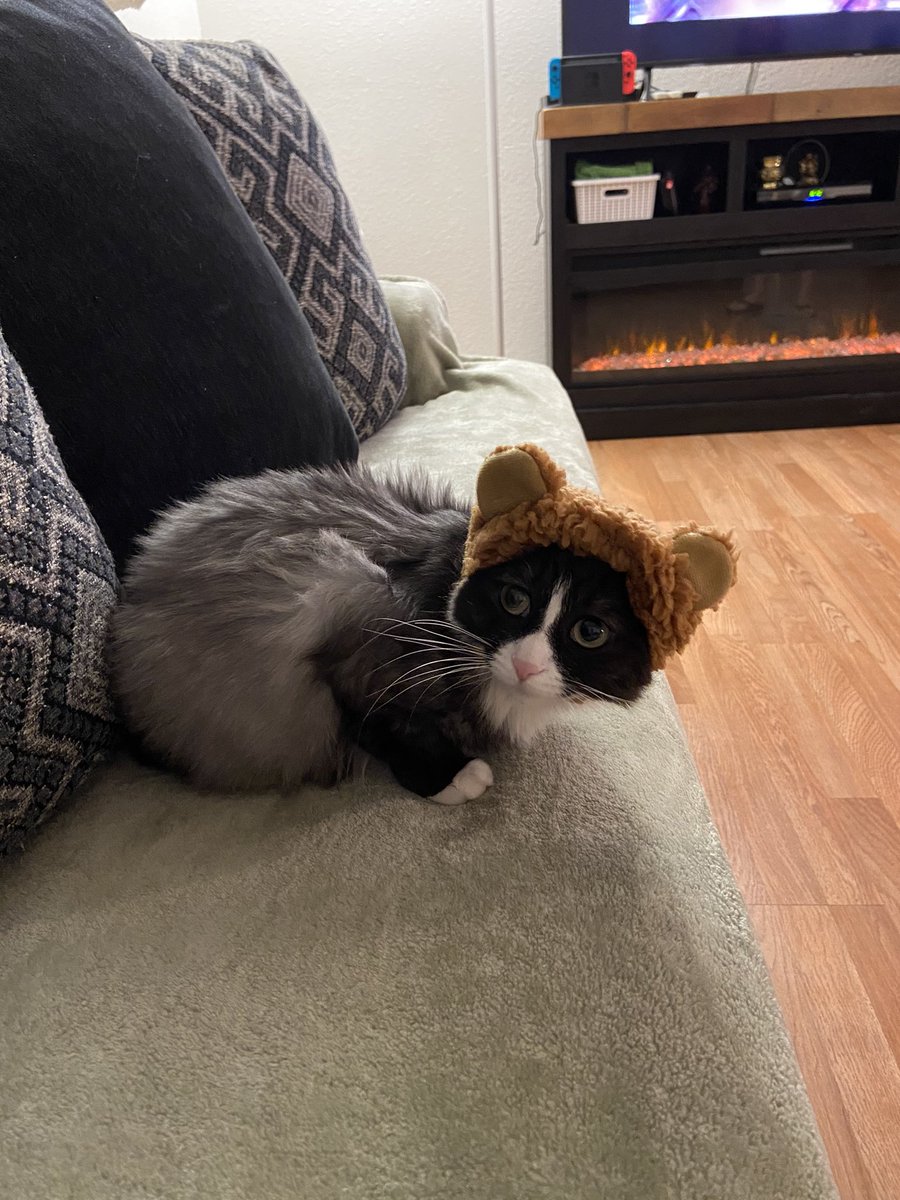 Soph_thecat's tweet photo. Am bear now? 🐻 https://t.co/DxTD1Z1xpK