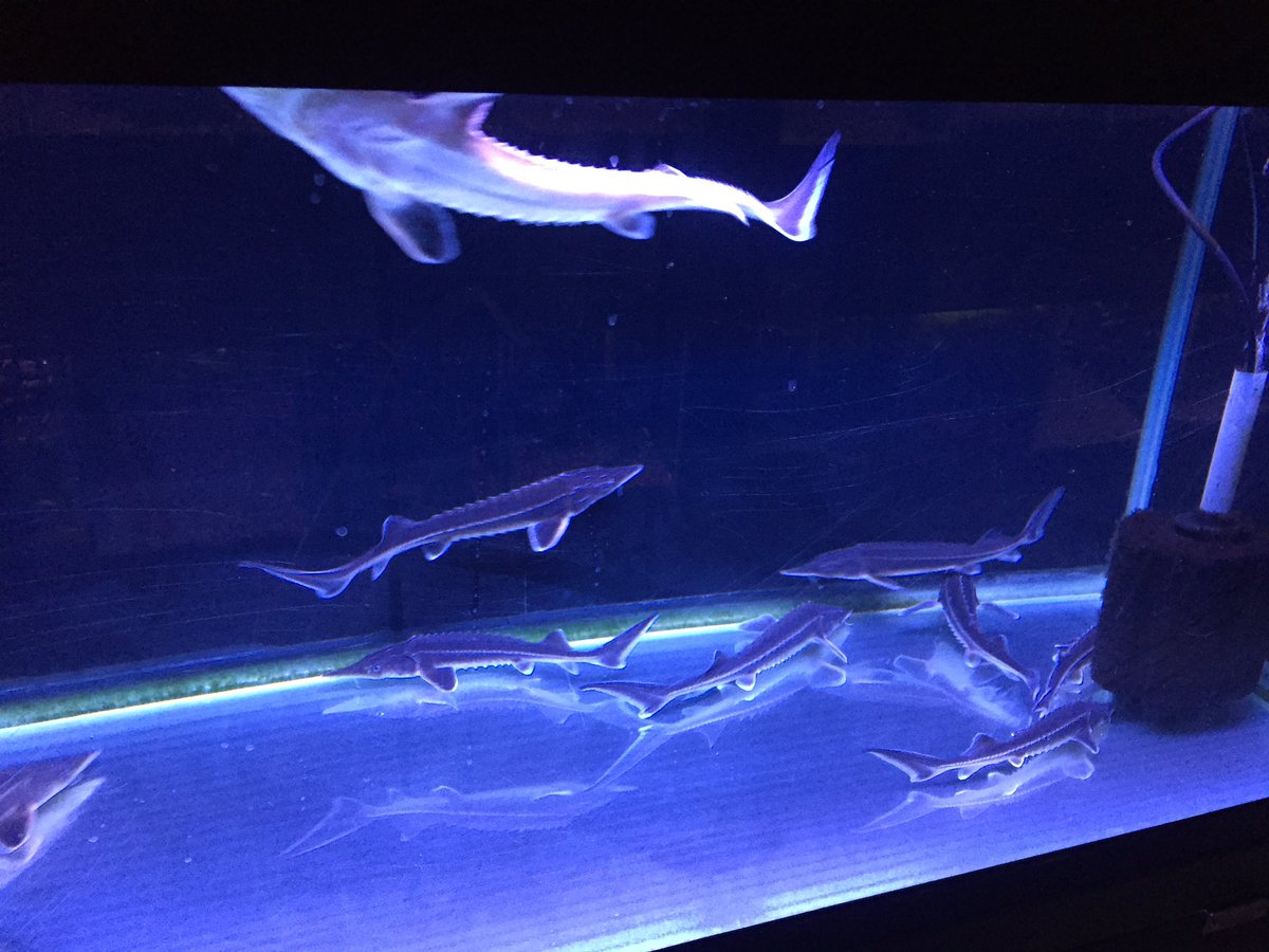 パウパウアクアガーデン 銀座店 熱帯魚入荷のご案内です 綺麗なクロコダイルバタフライ 人気のラスボラ ハナビ かっこいいアシペンサーベステル 他にも ダイヤモンドヘッドネオンテトラ アルビノカージナルテトラ アクセルロディ ブルー などなど パウパウアクアガーデン 銀座店 熱帯魚入荷のご案内です 綺麗なクロコダイルバタフライ 人気のラスボラ ハナビ かっこいいアシペンサーベステル 他にも ダイヤモンドヘッドネオンテトラ アルビノカージナルテトラ アクセルロディ ブルー などなど