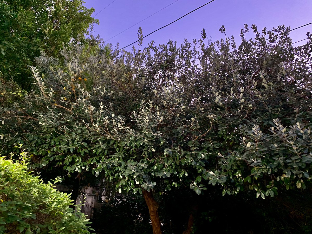 AlexisIacono's tweet photo. So I did a thing..... #NewDigs #ARoomWithAView #GrapefruitTree #OrangeTree #LemonTree #Studio #MyOwnSpace #Focus #VisionaryBoard2021 #LA❤️ https://t.co/aVYGWb8JMj