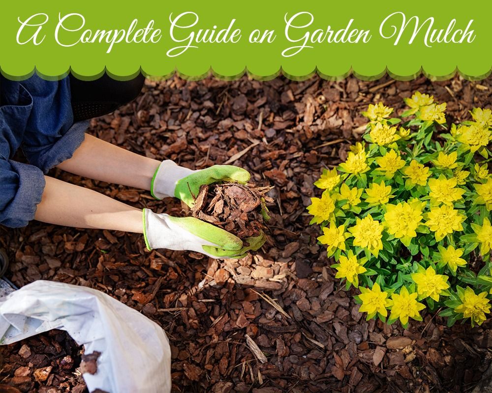 Gharpedia's tweet photo. Mulch is a ✅ great thing for your ☘ garden. It’s far more ✅ beneficial than any other thing that you do in your garden.
So, what are you waiting for? 🤔 Let’s get mulching! ✌https://t.co/sxmmBkYo3L
#gharpedia #mulch #gardenmulch #mulchusage #benefitsofmulching #mulchbenefits https://t.co/7FdStnEpHp