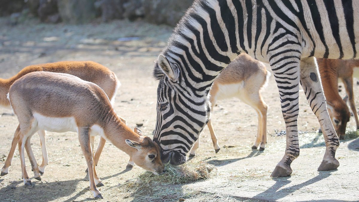 ট ইট র 富士サファリパーク公式 草食ゾーンでは 様々な種類の動物たちが共同生活 エサ場では 体の大きな動物が独占はせず 仲良く食事 シマウマ ブラックバック T Co 4kmcruquze