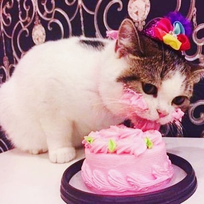 petsmart cat cake
