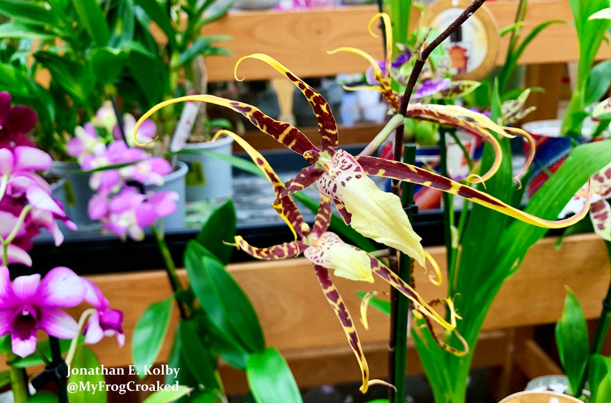 I truly respect different personal values & opinions about whether or not  #WildlifeTrade is inherently good or bad. I find these discussions meaningful. But before vilifying it as "all or nothing", it's important to acknowledge the diversity & its complexity (16/N)  #SciComm