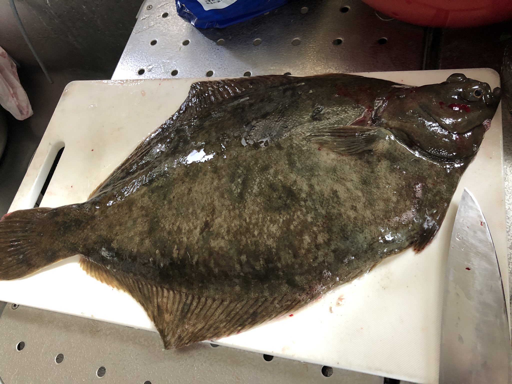 こうだい 魚 カレイ 種類 何 魚博士 魚種類 気まぐれくっく 変な魚おじさん すみません 見た目すごく良さげだったんで買ったんですが これは何カレイでしょうか 教えてください ハッシュタグに気まぐれクックさん 変おじを入れてるの こうだい 魚 カレイ 種類 何 魚博士 魚種類 気まぐれくっく 変な魚おじさん すみません 見た目すごく良さげだったんで買ったんですが これは何カレイでしょうか 教えてください ハッシュタグに気まぐれクックさん 変おじを入れてるの