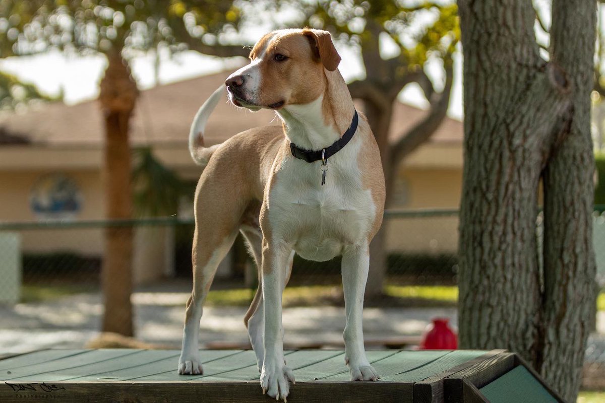 DeezyCoe's tweet image. Been a while since I’ve taken photos of our 🐶. Tank loves his time at the park, playing catch with whoever will throw him a ball, and wrestling with others- dogs or humans‼️ 🤣 He was definitely meant to be in our family ❤️ 
————————-
#rescuedog #foxhoundmix #athleticdog