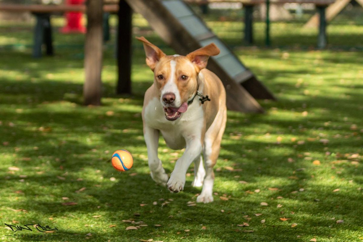 DeezyCoe's tweet image. Been a while since I’ve taken photos of our 🐶. Tank loves his time at the park, playing catch with whoever will throw him a ball, and wrestling with others- dogs or humans‼️ 🤣 He was definitely meant to be in our family ❤️ 
————————-
#rescuedog #foxhoundmix #athleticdog