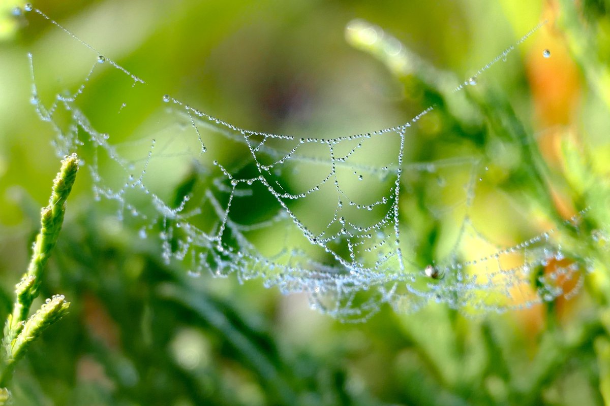 jackinthehammer's tweet photo. Full view is best :) 
Taken in my backyard in September, after the morning fog cleared
#spiders # spiderswebs
#HamOnt #insects #insectsofcanada #naturelovers #NaturePhotography #backyardpics https://t.co/LSet6SRS6q