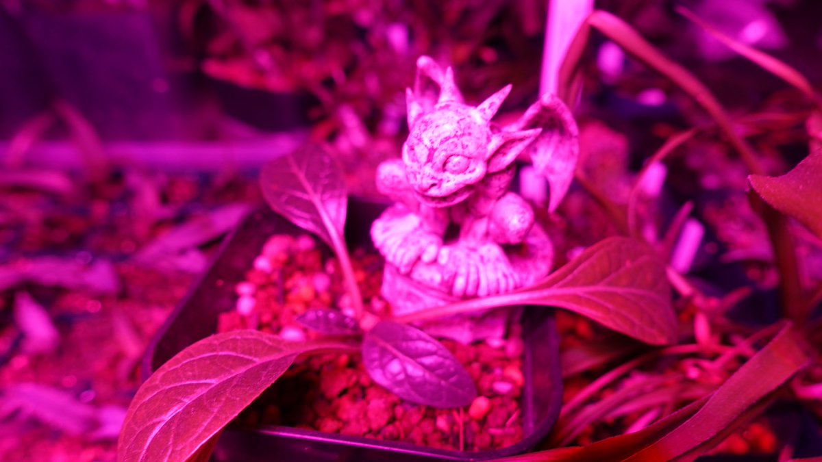 マンドラゴラ Hotワード