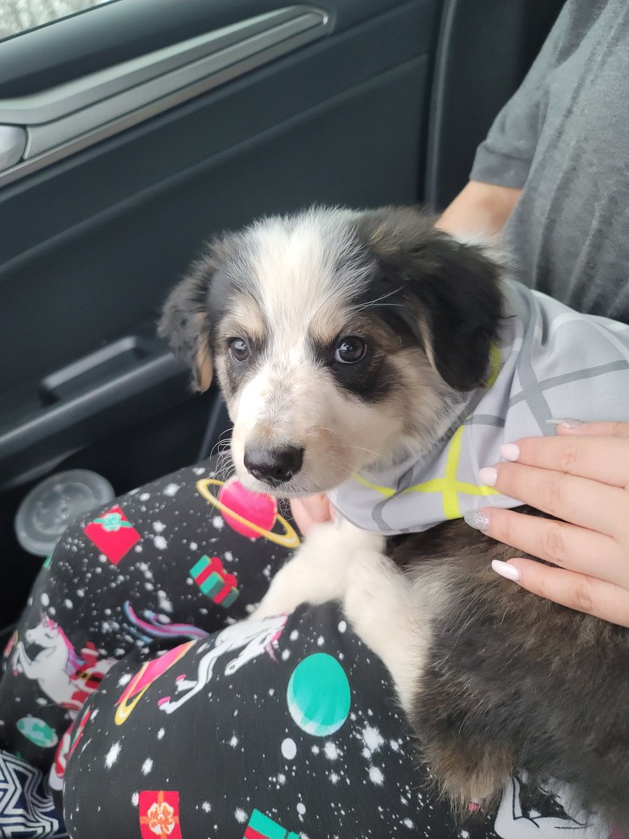 jmcpurple's tweet photo. @jannamrecampbel He's so cute! https://t.co/48fNJxFmkI