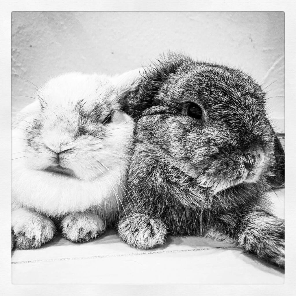moby74's tweet photo. The problem with long, floppy ears? It gets in your way during a photo shoot. 🐰
#muffinboba #reiyuki #rabbit #bunny #hollandlop #sgrabbit #rabbitsofinstagram #rabbitstagram #rabbitsworldwide #bunniesworldwide #pet #houserabbit #domesticatedrabbits #… https://t.co/5RWdfYKR6u https://t.co/QFsOkTVzV1